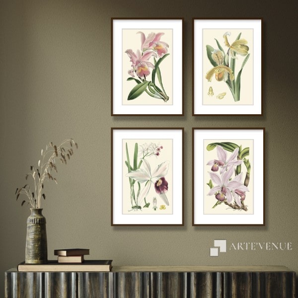 Delicate Orchids