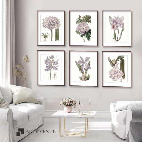Lavender Beauties