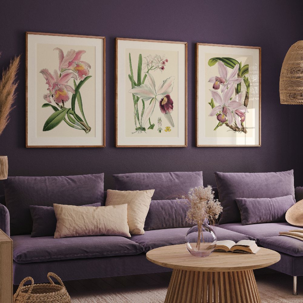 Delicate Orchid